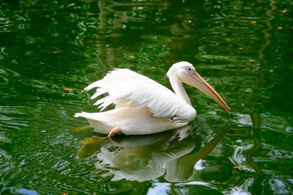 Mandai Wildlife Reserve 新加坡野生动物园