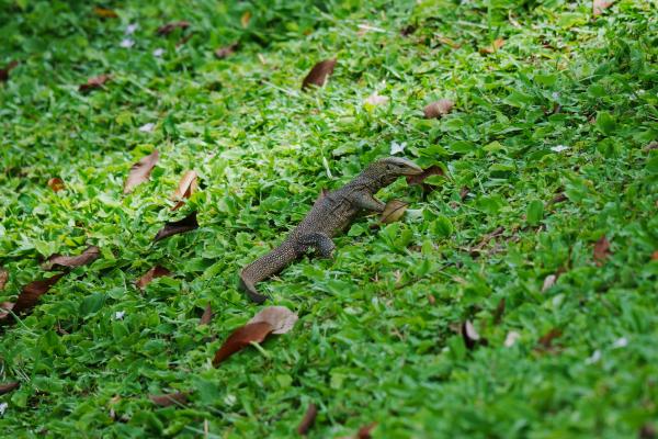 Penang Botanic Gardens 槟城植物园